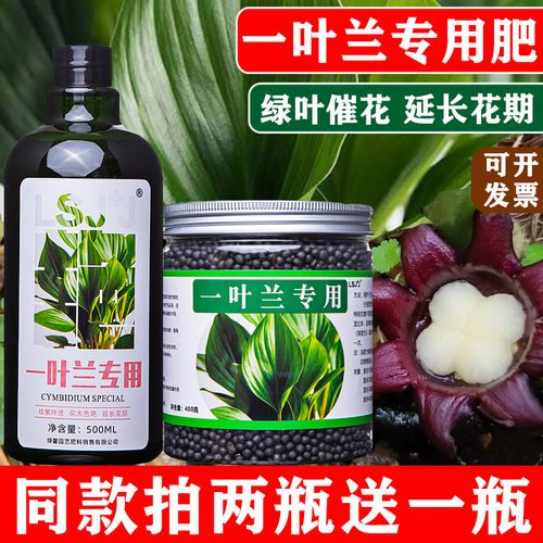一叶兰用什么肥料,一叶兰如何施肥?-第2张图片-优品飞百科 一叶兰用什么肥料,一叶兰如何施肥?-第2张图片-优品飞百科