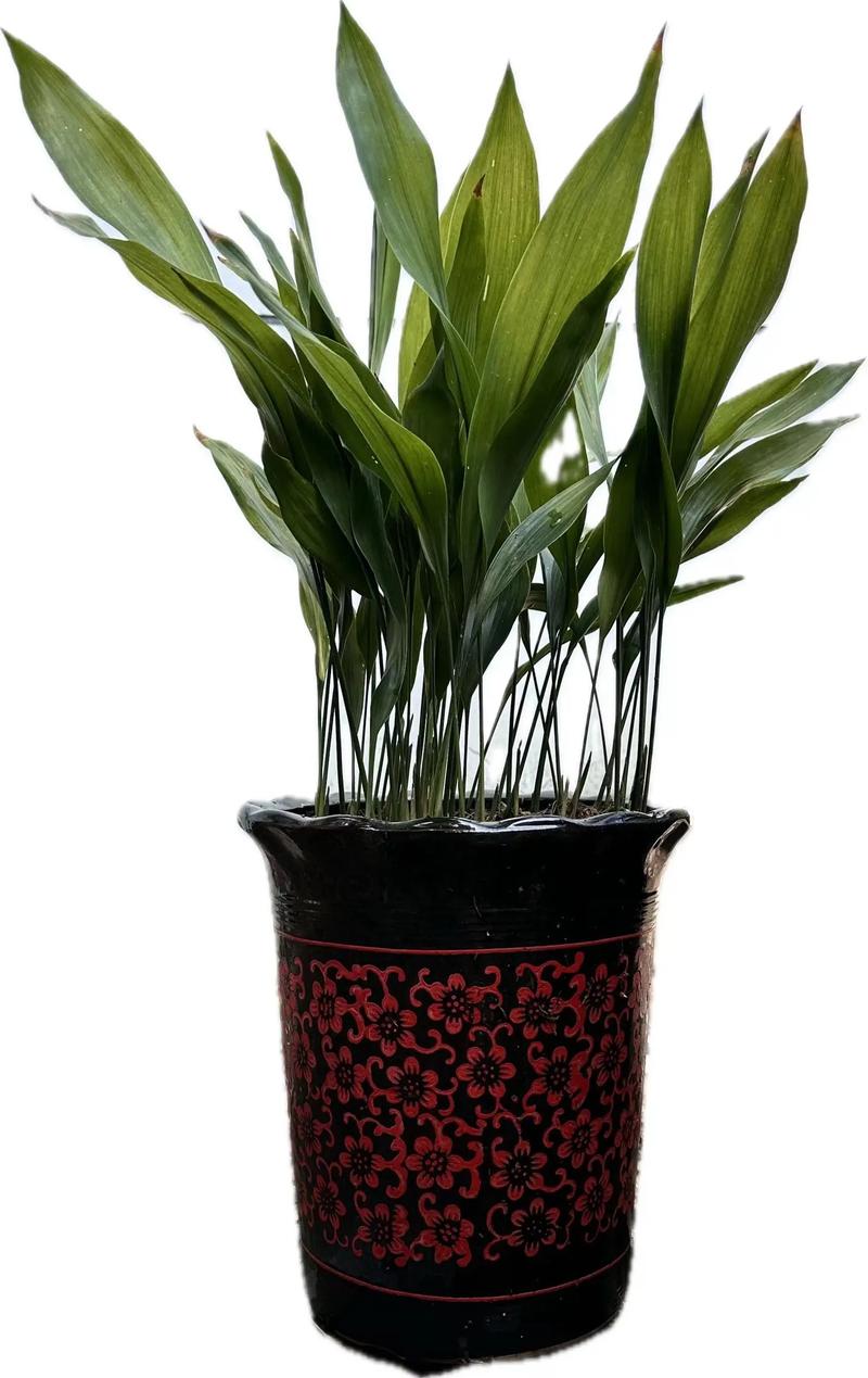 一叶兰用什么肥料,一叶兰如何施肥?-第5张图片-优品飞百科 一叶兰用什么肥料,一叶兰如何施肥?-第5张图片-优品飞百科