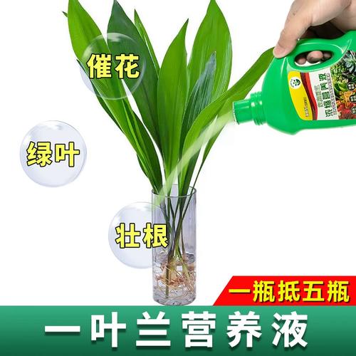 一叶兰用什么肥料,一叶兰如何施肥?-第4张图片-优品飞百科 一叶兰用什么肥料,一叶兰如何施肥?-第4张图片-优品飞百科