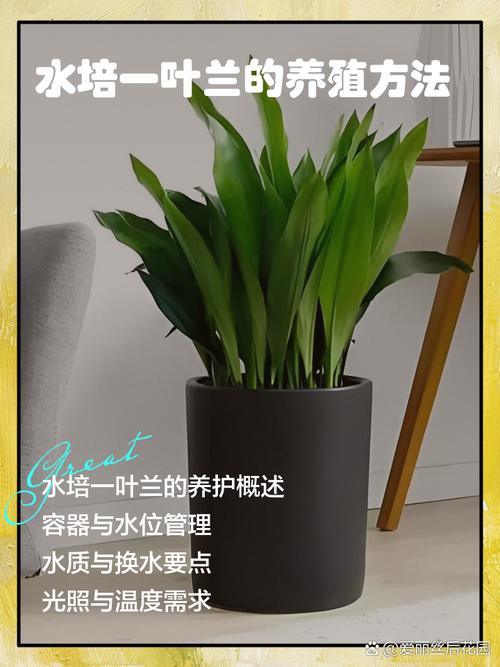 一叶兰用什么肥料,一叶兰如何施肥?-第7张图片-优品飞百科 一叶兰用什么肥料,一叶兰如何施肥?-第7张图片-优品飞百科