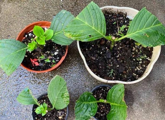 金银花多少天浇次水？金银花多浇水还是少浇水？