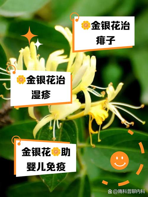 金银花多少天浇次水？金银花多浇水还是少浇水？-第2张图片-优品飞百科