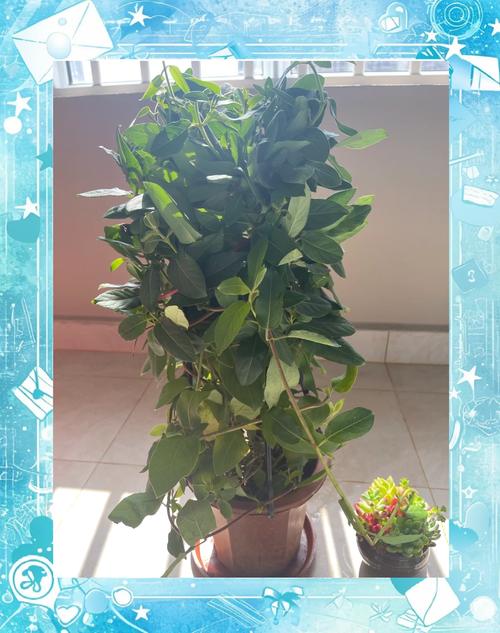 金银花多少天浇次水？金银花多浇水还是少浇水？-第5张图片-优品飞百科