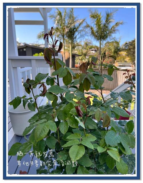 月季怎么换盆，月季怎么换盆不伤根？