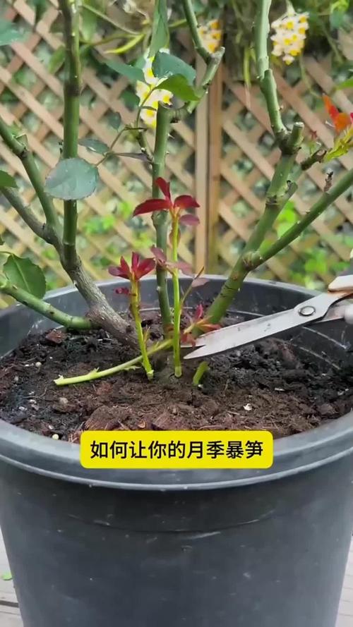 月季怎么换盆，月季怎么换盆不伤根？-第2张图片-优品飞百科