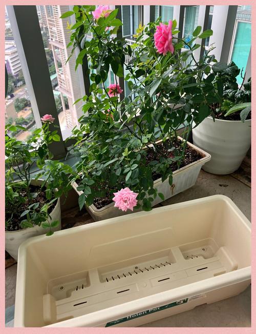 月季怎么换盆，月季怎么换盆不伤根？-第3张图片-优品飞百科