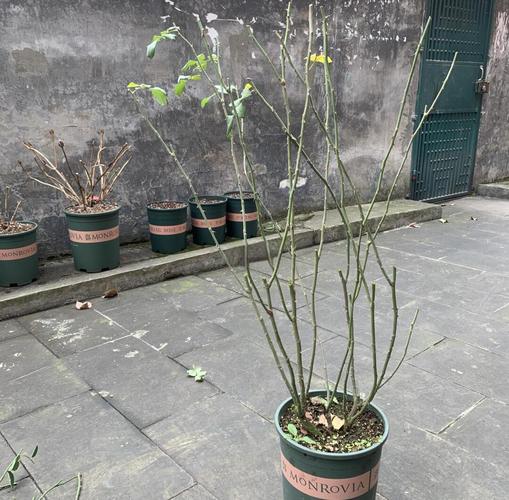 月季怎么换盆，月季怎么换盆不伤根？-第4张图片-优品飞百科