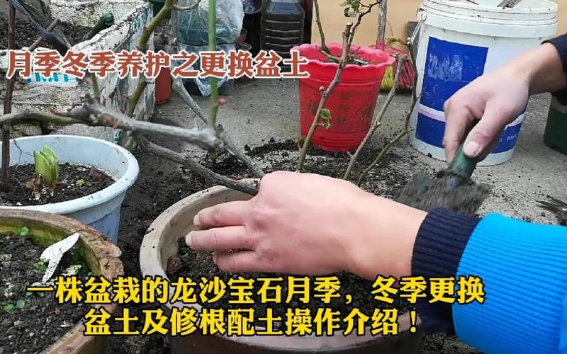 月季怎么换盆，月季怎么换盆不伤根？-第5张图片-优品飞百科