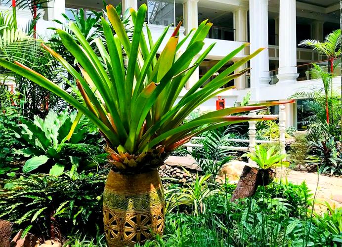 龙雪兰怎么繁殖，龙雪兰繁殖最简单方法