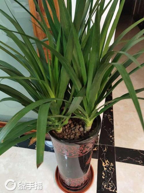 龙雪兰怎么繁殖，龙雪兰繁殖最简单方法-第3张图片-优品飞百科