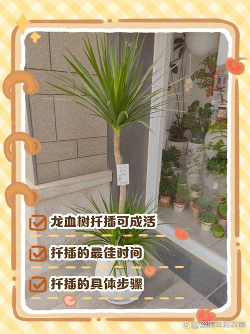 龙雪兰怎么繁殖，龙雪兰繁殖最简单方法-第4张图片-优品飞百科