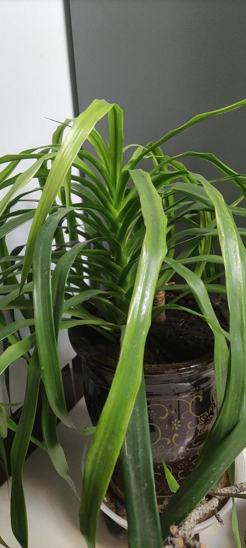 龙雪兰怎么繁殖，龙雪兰繁殖最简单方法-第5张图片-优品飞百科