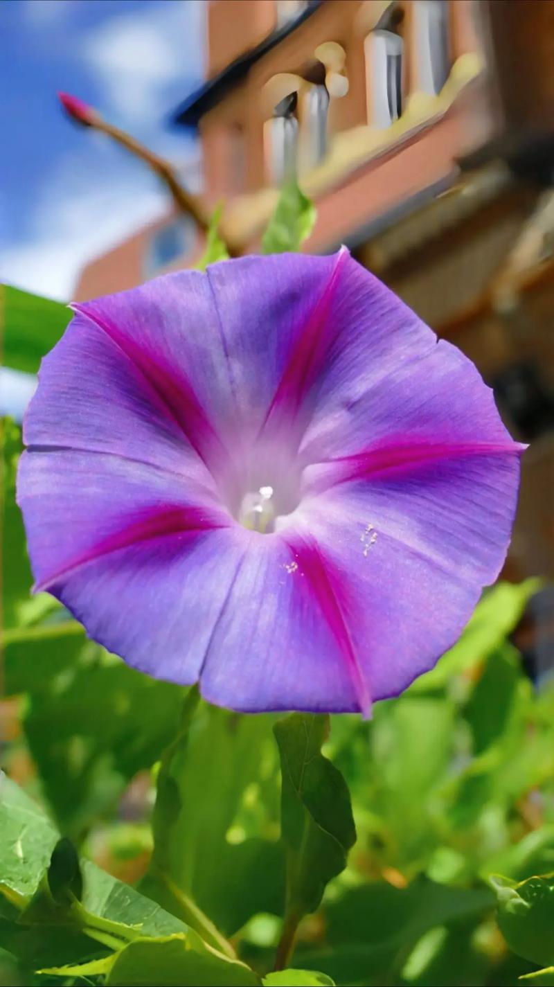 喇叭花什么季节开,喇叭花在什么季节开放??-第1张图片-优品飞百科 喇叭花什么季节开,喇叭花在什么季节开放??-第1张图片-优品飞百科