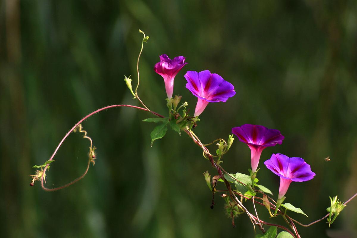 喇叭花什么季节开,喇叭花在什么季节开放??-第2张图片-优品飞百科 喇叭花什么季节开,喇叭花在什么季节开放??-第2张图片-优品飞百科