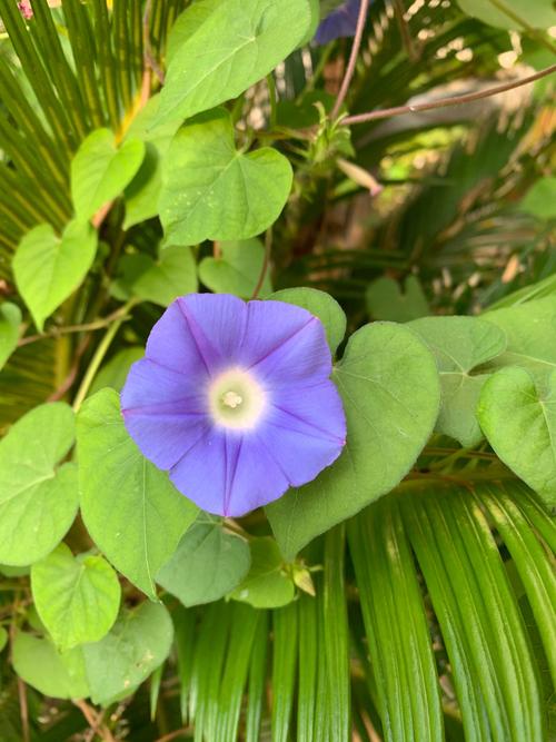 喇叭花什么季节开,喇叭花在什么季节开放??-第4张图片-优品飞百科 喇叭花什么季节开,喇叭花在什么季节开放??-第4张图片-优品飞百科