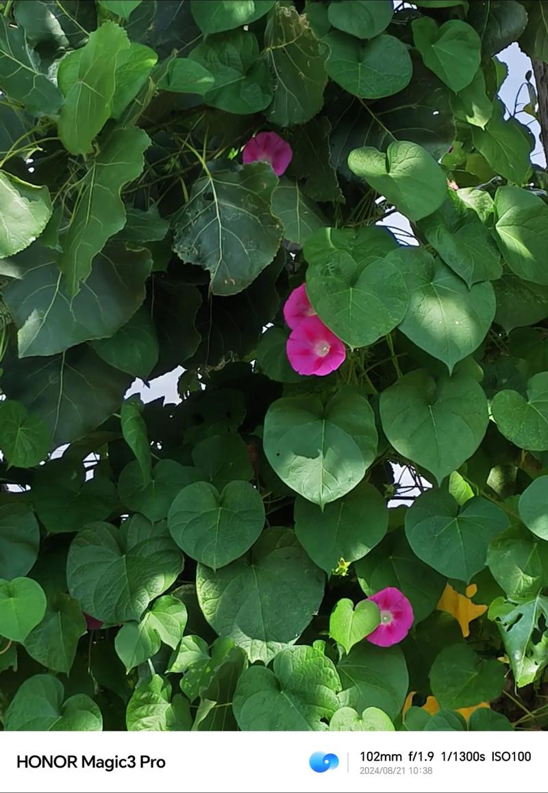 喇叭花什么季节开,喇叭花在什么季节开放??-第5张图片-优品飞百科 喇叭花什么季节开,喇叭花在什么季节开放??-第5张图片-优品飞百科