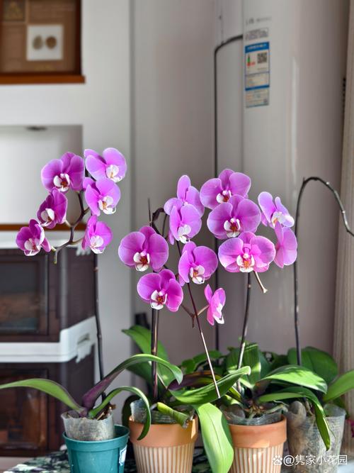 蝴蝶兰开完花就扔,蝴蝶兰开完花会死吗-第2张图片-优品飞百科 蝴蝶兰开完花就扔,蝴蝶兰开完花会死吗-第2张图片-优品飞百科