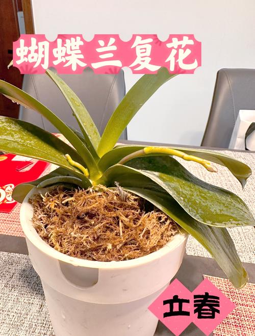 蝴蝶兰开完花就扔,蝴蝶兰开完花会死吗-第3张图片-优品飞百科 蝴蝶兰开完花就扔,蝴蝶兰开完花会死吗-第3张图片-优品飞百科