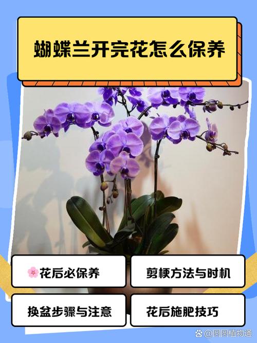 蝴蝶兰开完花就扔,蝴蝶兰开完花会死吗-第4张图片-优品飞百科 蝴蝶兰开完花就扔,蝴蝶兰开完花会死吗-第4张图片-优品飞百科