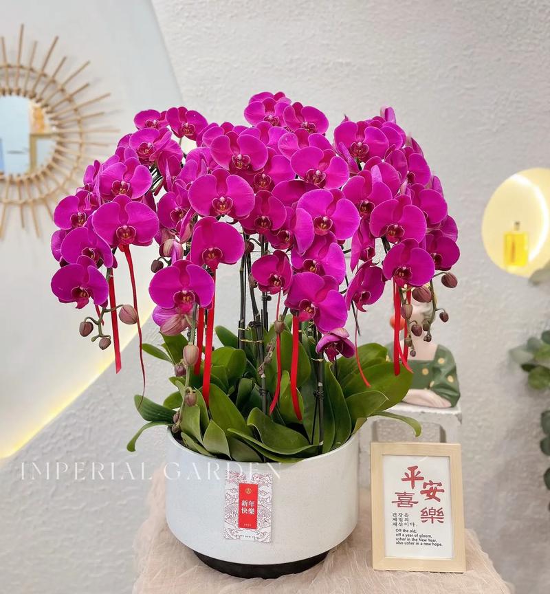 蝴蝶兰开完花就扔,蝴蝶兰开完花会死吗-第5张图片-优品飞百科 蝴蝶兰开完花就扔,蝴蝶兰开完花会死吗-第5张图片-优品飞百科