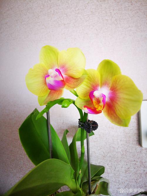 蝴蝶兰开完花就扔,蝴蝶兰开完花会死吗-第6张图片-优品飞百科 蝴蝶兰开完花就扔,蝴蝶兰开完花会死吗-第6张图片-优品飞百科