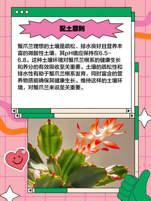 蟹爪兰可以用营养土吗,蟹爪兰可以用营养土吗??-第3张图片-优品飞百科 蟹爪兰可以用营养土吗,蟹爪兰可以用营养土吗??-第3张图片-优品飞百科