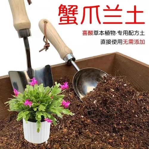 蟹爪兰可以用营养土吗,蟹爪兰可以用营养土吗??-第5张图片-优品飞百科 蟹爪兰可以用营养土吗,蟹爪兰可以用营养土吗??-第5张图片-优品飞百科