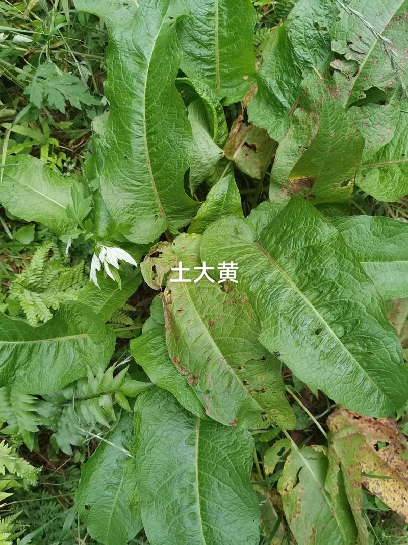 酸模的功效与作用，酸模的功效与作用图片？-第1张图片-优品飞百科