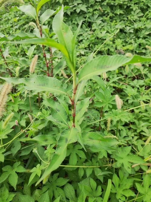 酸模的功效与作用，酸模的功效与作用图片？-第2张图片-优品飞百科