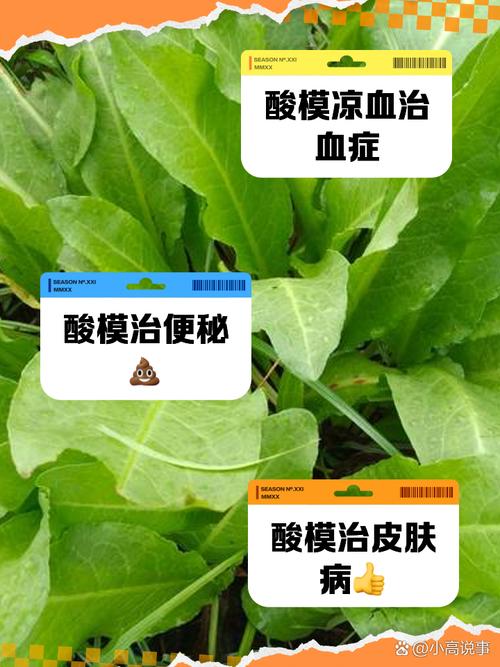 酸模的功效与作用，酸模的功效与作用图片？-第3张图片-优品飞百科