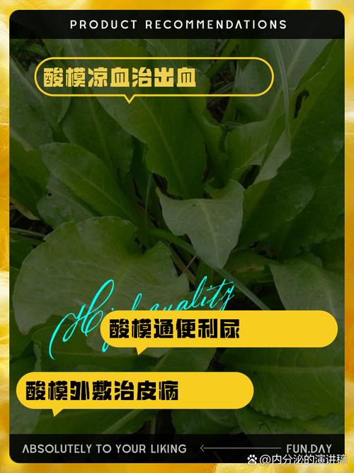 酸模的功效与作用，酸模的功效与作用图片？-第4张图片-优品飞百科