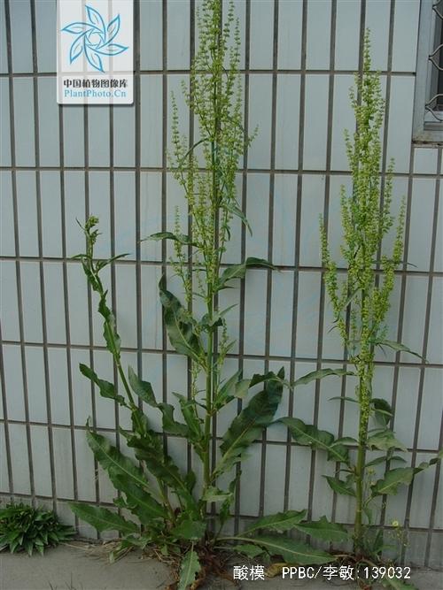 酸模的功效与作用，酸模的功效与作用图片？-第5张图片-优品飞百科