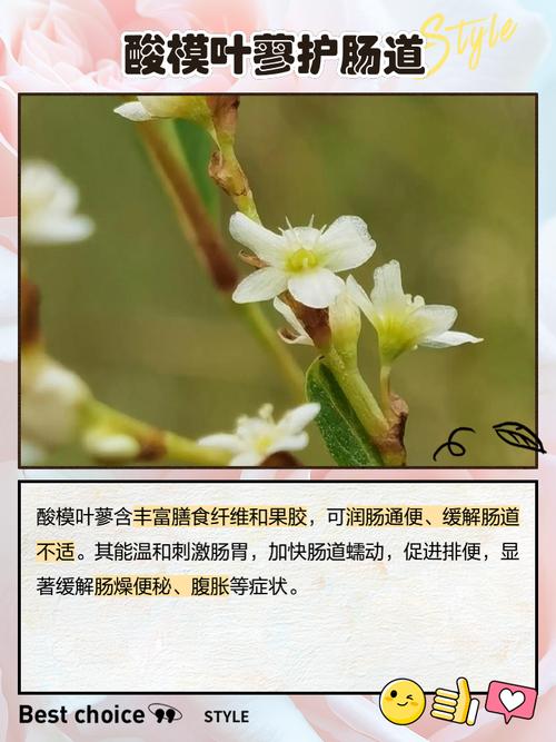 酸模的功效与作用，酸模的功效与作用图片？-第6张图片-优品飞百科