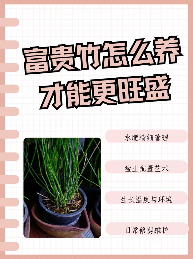 富贵竹怎么养才长得好，富贵竹怎么养长得茂盛