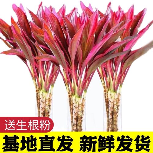 富贵竹怎么养才长得好，富贵竹怎么养长得茂盛-第2张图片-优品飞百科