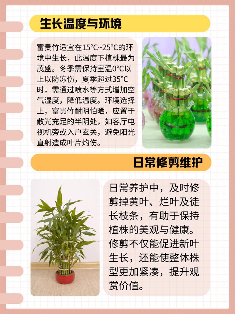 富贵竹怎么养才长得好，富贵竹怎么养长得茂盛-第3张图片-优品飞百科