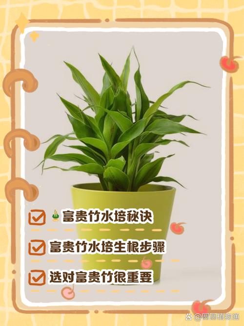 富贵竹怎么养才长得好，富贵竹怎么养长得茂盛-第5张图片-优品飞百科