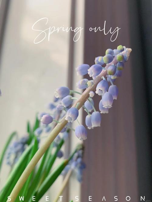 葡萄风信子怎么养，葡萄风信子怎么养护和浇水