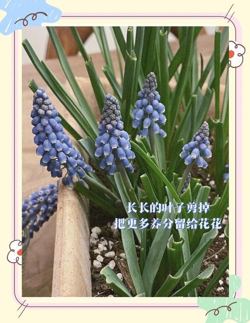 葡萄风信子怎么养，葡萄风信子怎么养护和浇水-第2张图片-优品飞百科