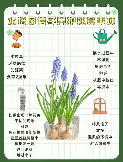 葡萄风信子怎么养，葡萄风信子怎么养护和浇水-第3张图片-优品飞百科