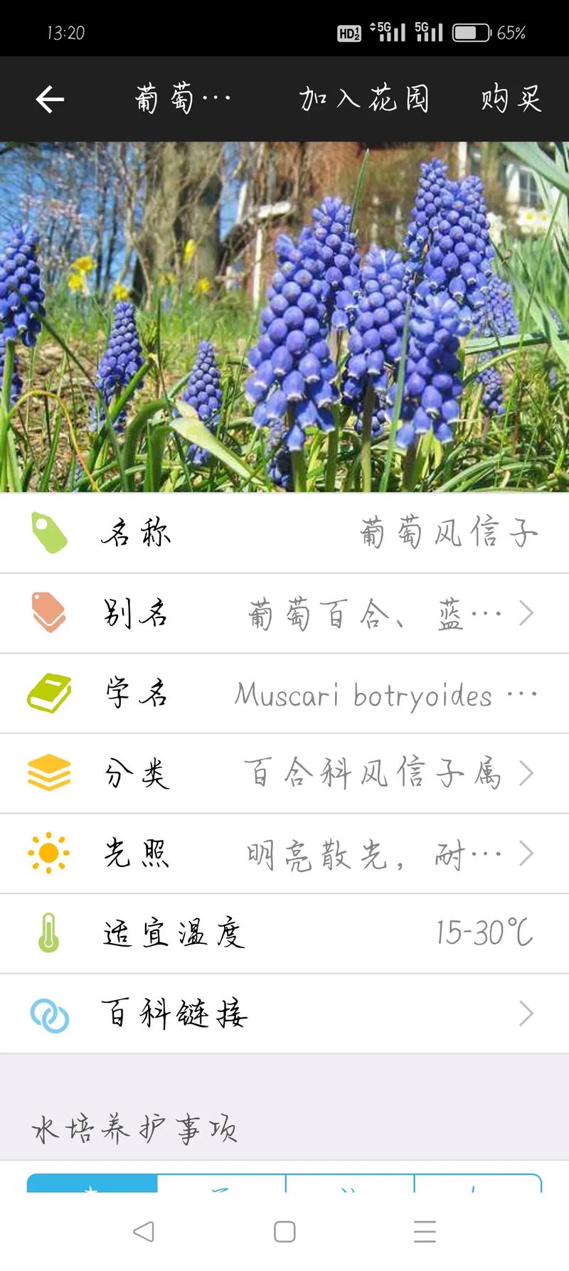 葡萄风信子怎么养，葡萄风信子怎么养护和浇水-第4张图片-优品飞百科