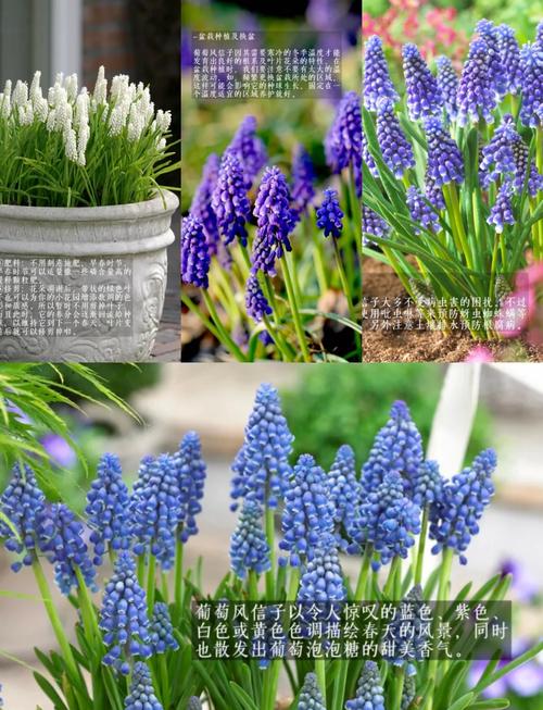 葡萄风信子怎么养，葡萄风信子怎么养护和浇水-第5张图片-优品飞百科