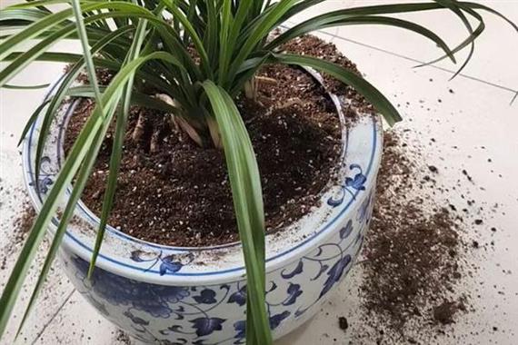 兰花不服盆的表现及处理方法，兰花不服盆的表现及处理方法视频