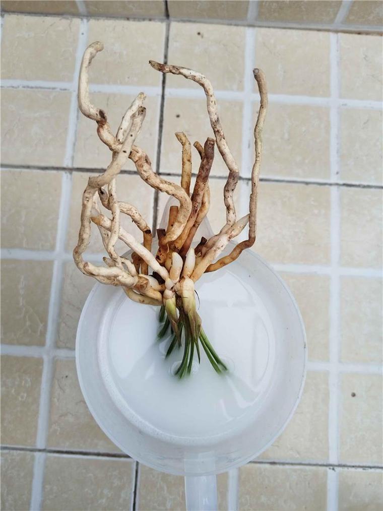 兰花不服盆的表现及处理方法，兰花不服盆的表现及处理方法视频-第3张图片-优品飞百科