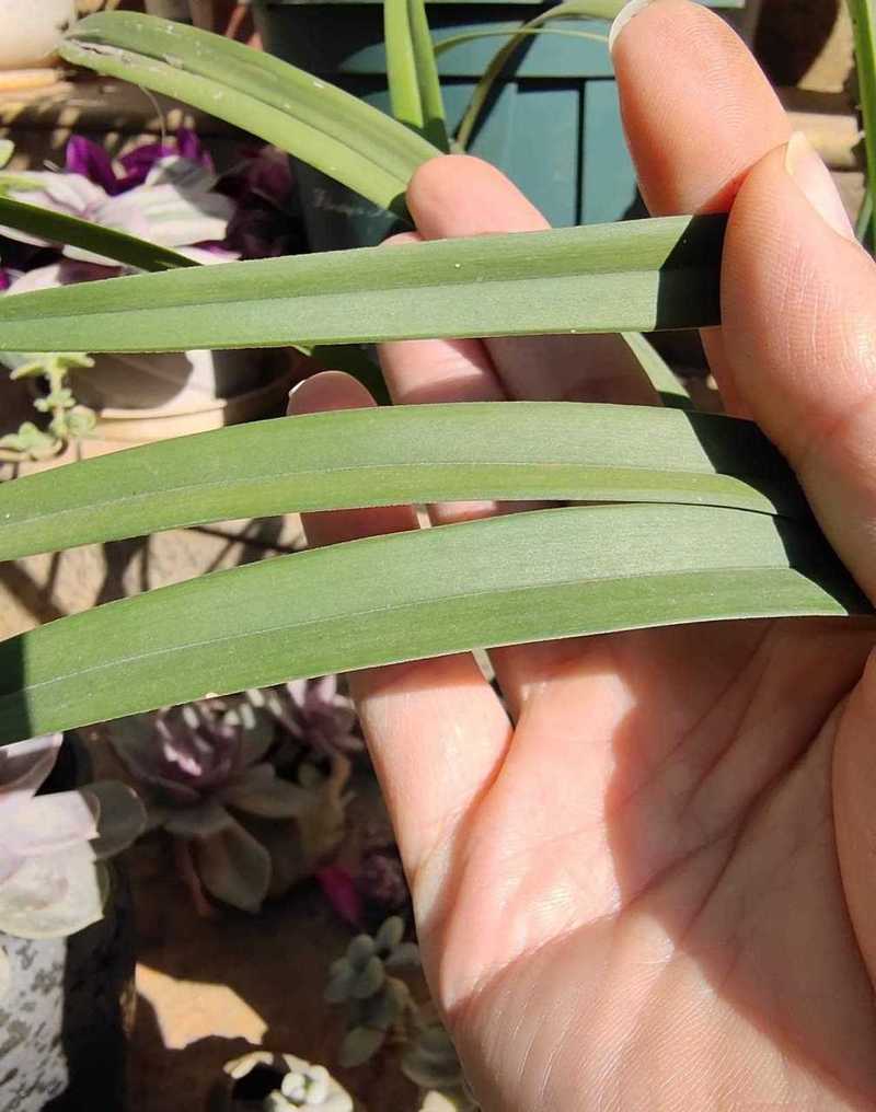 兰花不服盆的表现及处理方法，兰花不服盆的表现及处理方法视频-第4张图片-优品飞百科