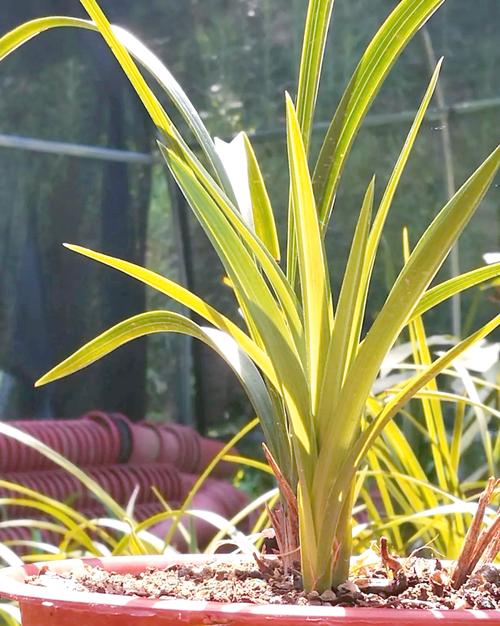 兰花不服盆的表现及处理方法，兰花不服盆的表现及处理方法视频-第5张图片-优品飞百科