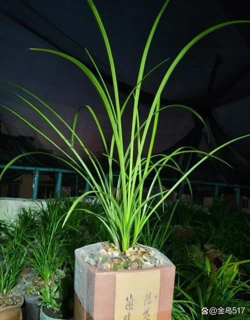 兰花不服盆的表现及处理方法，兰花不服盆的表现及处理方法视频-第6张图片-优品飞百科