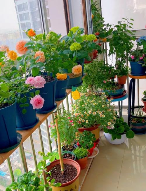 非洲堇春天怎么养，非洲堇好养活吗