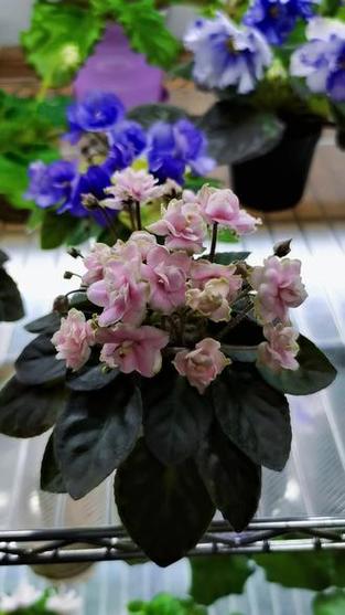 非洲堇春天怎么养，非洲堇好养活吗-第2张图片-优品飞百科