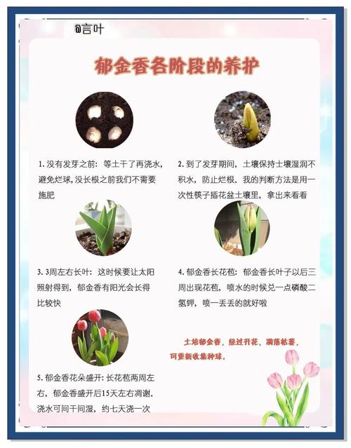 非洲堇春天怎么养，非洲堇好养活吗-第3张图片-优品飞百科